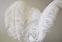 Ostrich Feathers