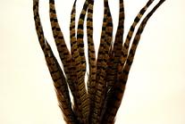 Ringneck Pheasant Feathers