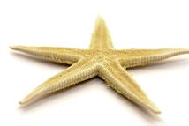 11-146 3"-4" Bleached Starfish