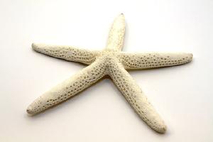 11-141 Bleached 5"-7" Lady Finger Starfish