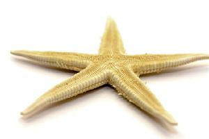 11-146 Bleached Starfish 3"-4"